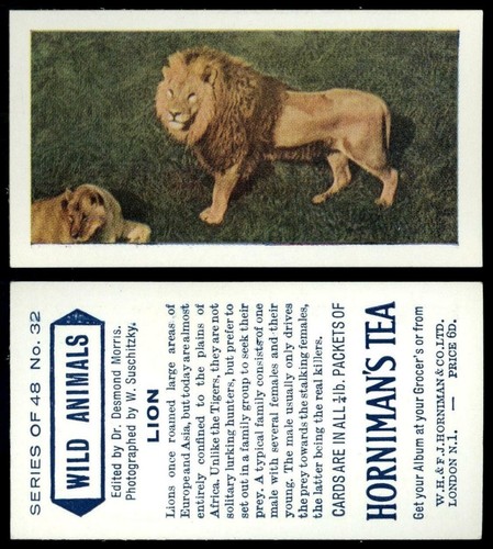 Lion wild animals 1958 - lion, #32