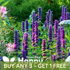 GIANT HYSSOP - 1200 SEEDS -