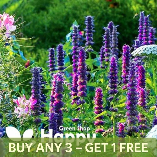 Giant hyssop 1200 - giant, seeds