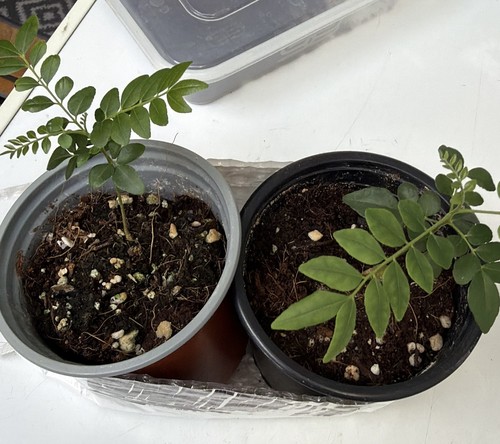 Curry leaf plants 9 - 2,