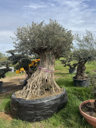 Beautiful olive tree 200 years - 200,