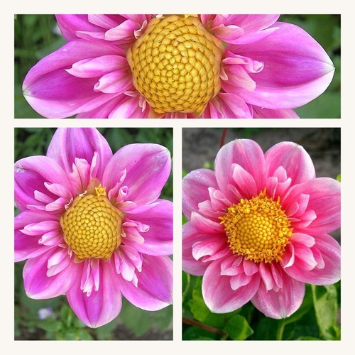 Dahlia collarette hartenaas - dahlia,