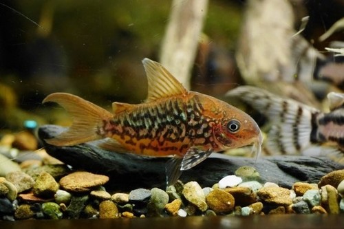 Pantanal corydoras live - 6,