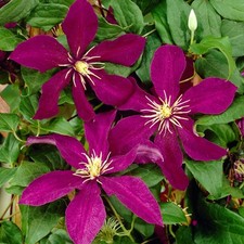 Clematis Niobe Plant Flower