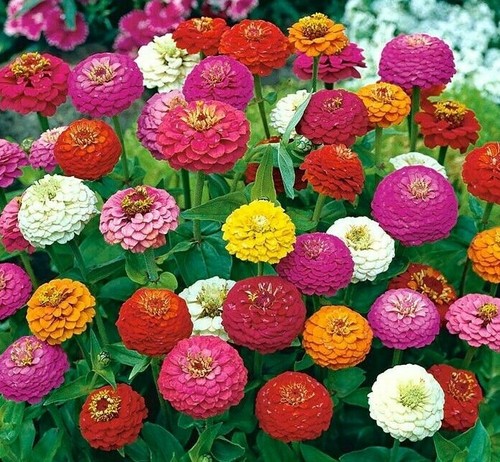150 seeds zinnia elegans - 150,