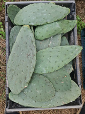 X1 Large Opuntia Ficus Indica Cutting. Large Pads! Perfect For Tortoises. 