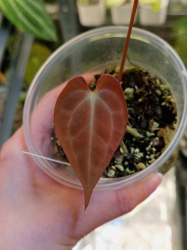 Anthurium hybrid - anthurium,