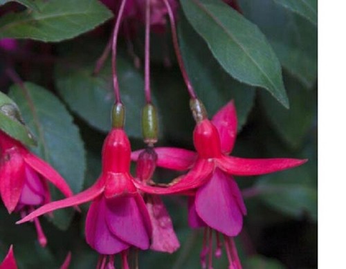Fuchsia upright plug - x,