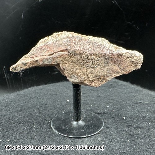 Camarasaurus vertebra fossil - vertebra,