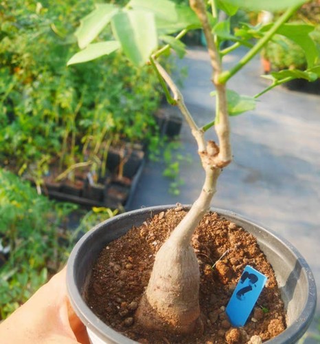 Rare cacti cyphostemma laza - rare,
