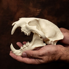 Clouded Leopard Replica Skull