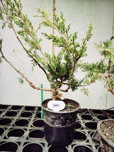 Juniper bonsai semi finished - juniper,