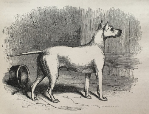 Bull terrier dog antique - bull,