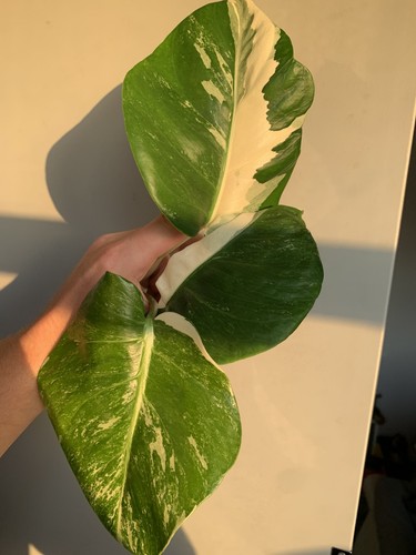 Monstera deliciosa albo - monstera,