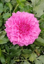  Dahlia Lavender Perfectionl Giant Dec.  (  Field Tuber )