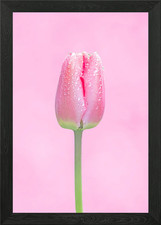 Sweet pink tulip Framed Wall