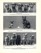 BRUSSELS GRIFFON DOGS VARIOUS