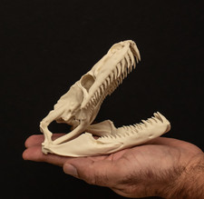 Python Snake Skull Replica