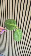 Hoya Calycina Stargazer