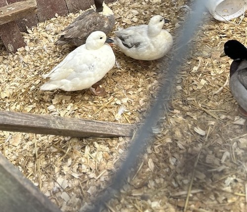 Call duck hatching - call,