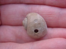 RARE Naticid Predated Bartonian Eocene Ampullonatica ambulacrum Barton Beds UK