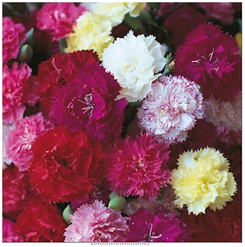 Hardy border carnations - 10,