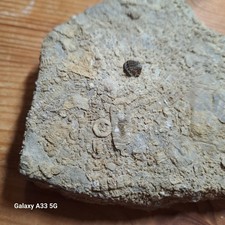 Fossil Crinoids, Shells & Fish