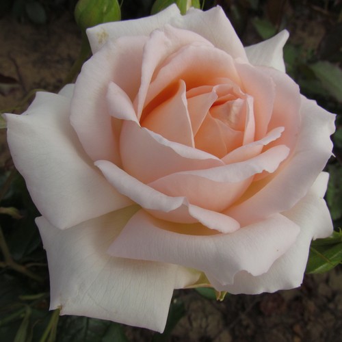 Chandos beauty 5lt - chandos, 5.5lt