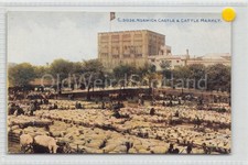 NORWICH - Castle and cattle