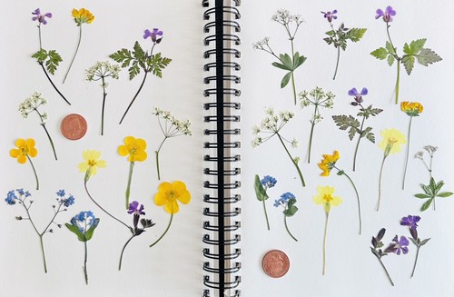 Pressed dried wild flowers - wild,