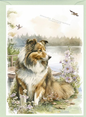 Shetland sheepdog sheltie dog - shetland,