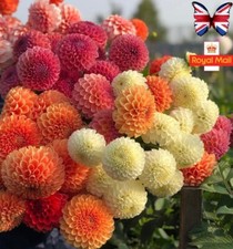 DAHLIA 25 SEEDS POM POM MIX DOUBLE