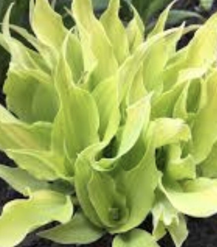 Hosta marrakech small - -,