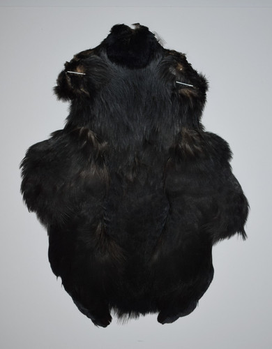 Jackdaw cape - jackdaw,