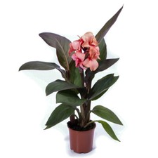 Canna 'Bronze Peach'. 5cm Plant x 2. Exotic, dark foliage, pink bedding flowers
