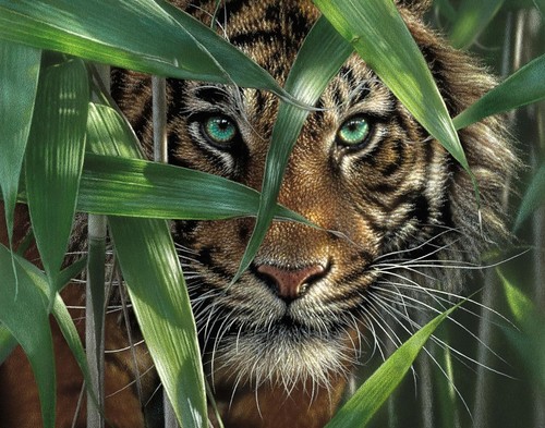 Tiger paint numbers - kit, 40