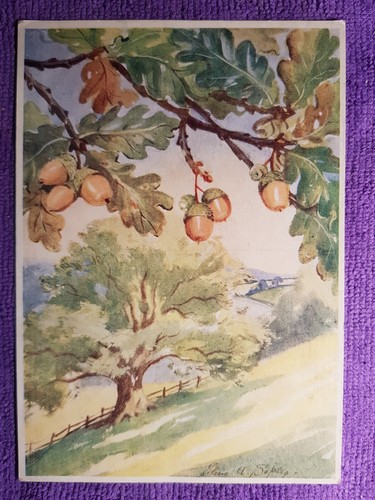 Medici 1051 british tree - 1051-,