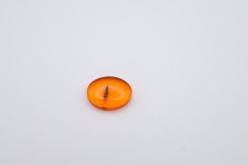 Amber fossil insect - amber,