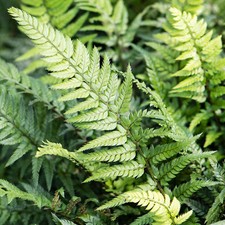 Polystichum tsussimense Korean Rock Fern Evergreen Outdoor Hardy Garden Plant
