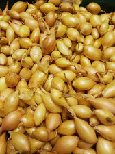 50-300 AUTUMN CHAMPION Onion