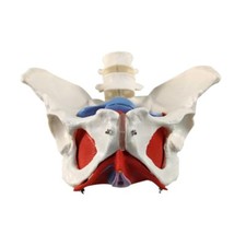 Female Pelvis Model with