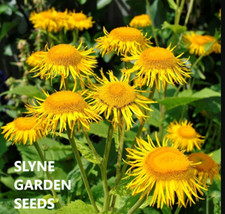 FAST DISPATCH INULA HELENIUM  YELLOW PERENNIAL FLOWER SEEDS SLYNE GARDEN 
