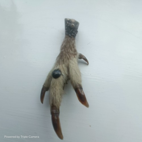 Scottish grouse foot kilt - grouse,