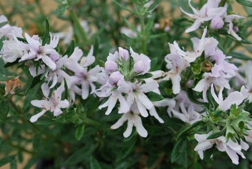 Westringia blue gem - westringia,