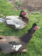 NPIP Ai Clean Muscovy Duck
