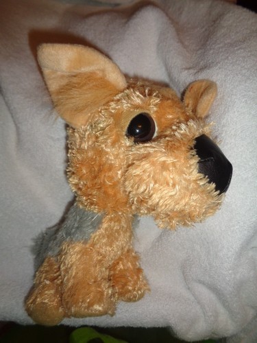 Dog yorkshire terrier tan gray - dog,