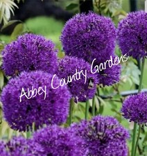 20 Allium Purple Sensation  Spring Flowering Bulbs