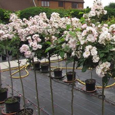 Perennial Blush - Potted