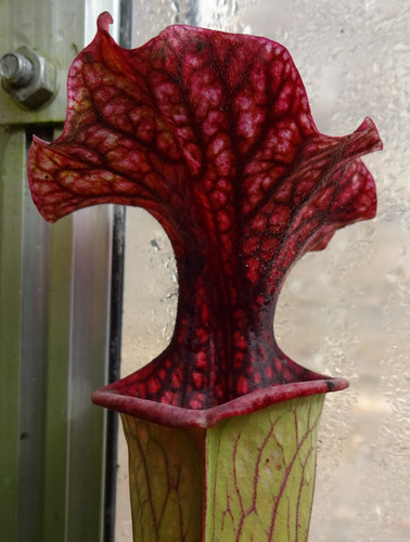 Sarracenia leucophyla - sarracenia,