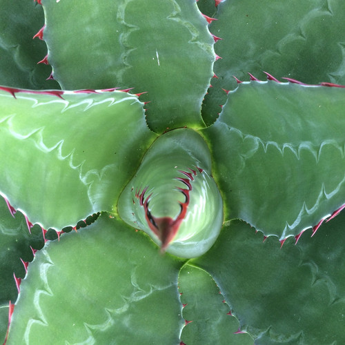 Agave montana the - agave, montana.
